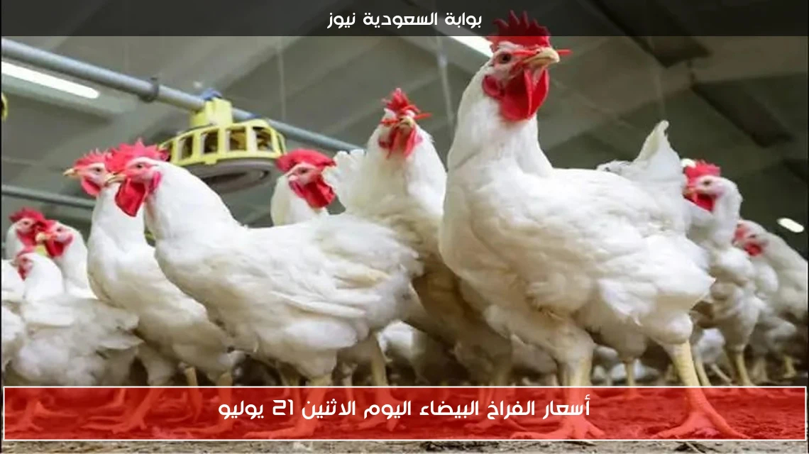 أسعار الفراخ البيضاء اليوم الاثنين 21 يوليو