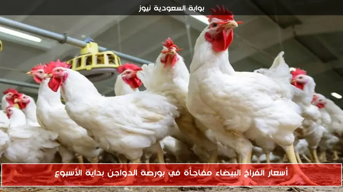أسعار الفراخ البيضاء مفاجأة في بورصة الدواجن بداية الأسبوع