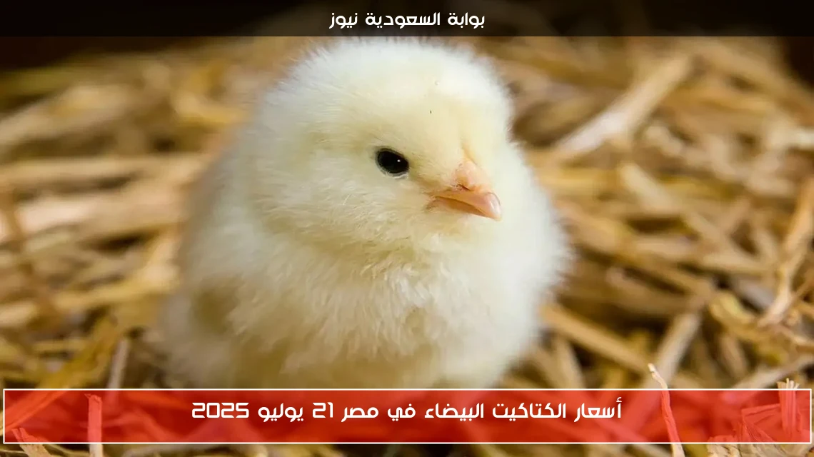 أسعار الكتاكيت البيضاء في مصر 21 يوليو 2025