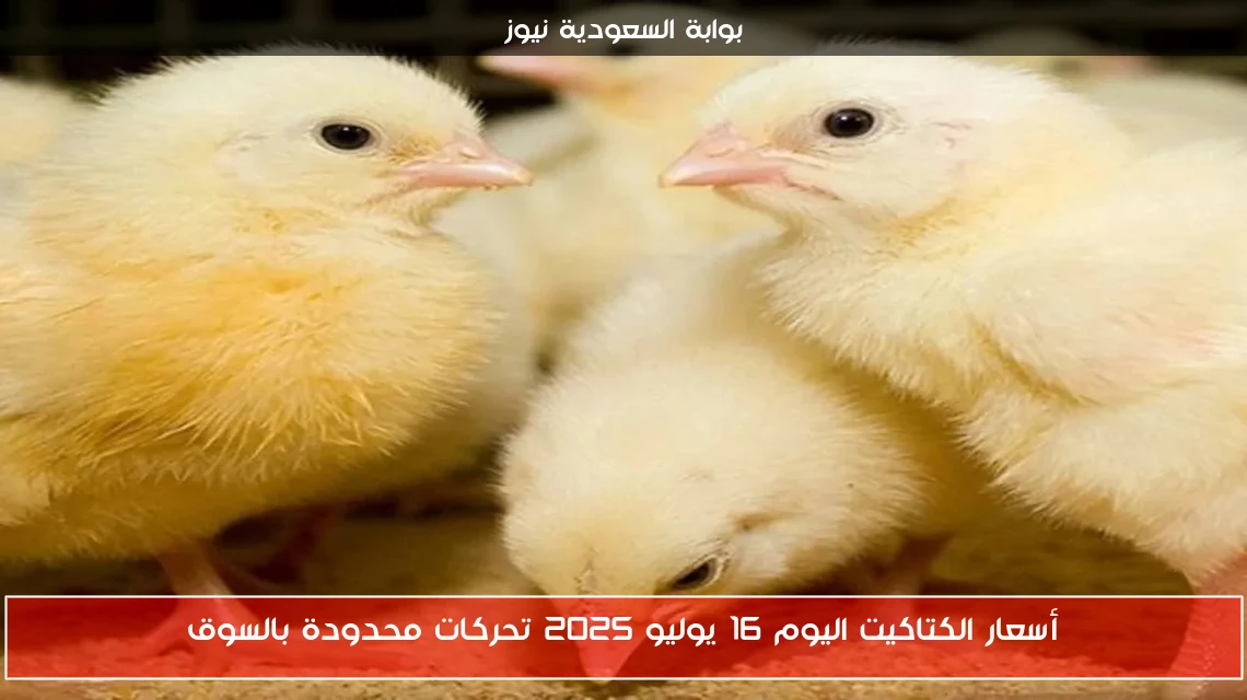 أسعار الكتاكيت اليوم 16 يوليو 2025 تحركات محدودة بالسوق