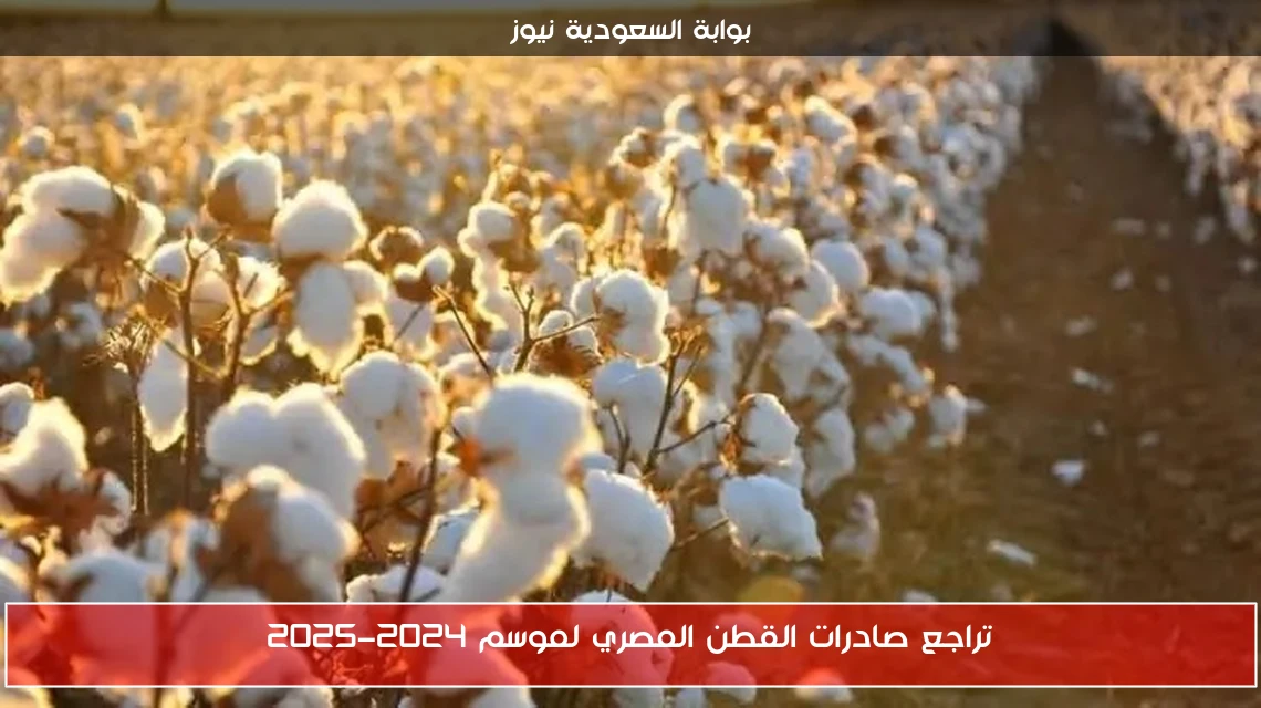تراجع صادرات القطن المصري لموسم 2024-2025