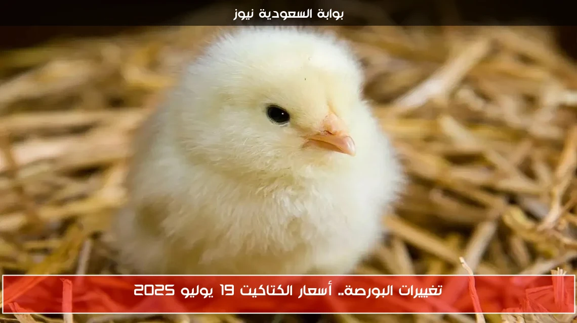 تغييرات البورصة.. أسعار الكتاكيت 19 يوليو 2025