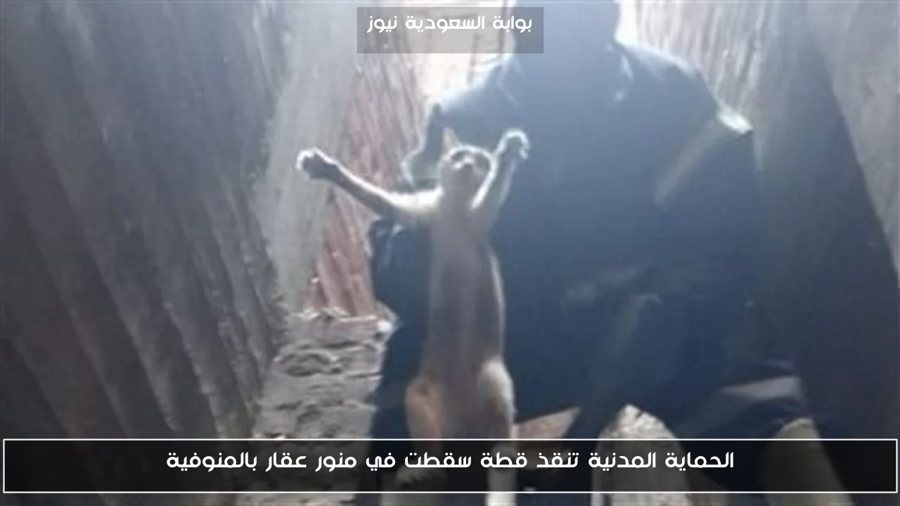 الحماية المدنية تنقذ قطة سقطت في منور عقار بالمنوفية
