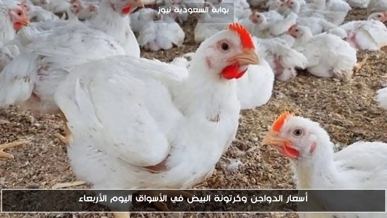 أسعار الدواجن وكرتونة البيض في الأسواق اليوم الأربعاء