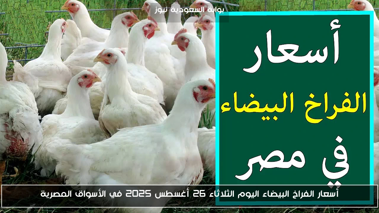 أسعار الفراخ البيضاء اليوم الثلاثاء 26 أغسطس 2025 في الأسواق المصرية