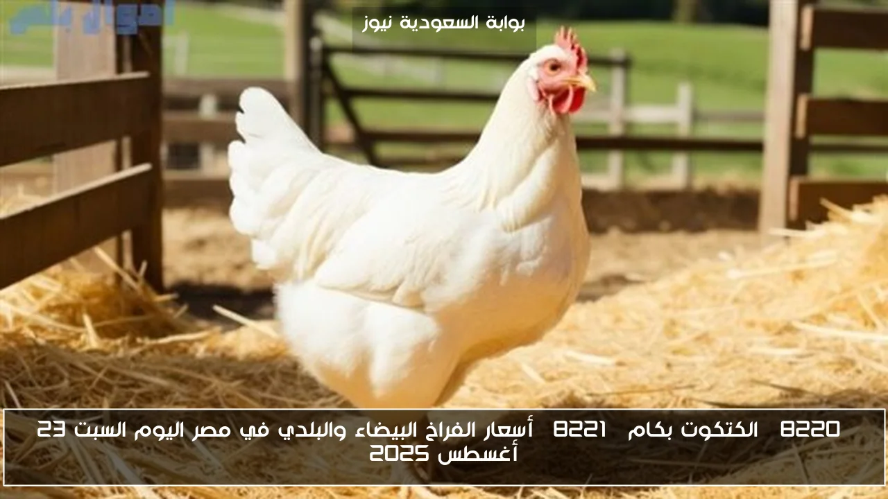 “الكتكوت بكام” أسعار الفراخ البيضاء والبلدي في مصر اليوم السبت 23 أغسطس 2025