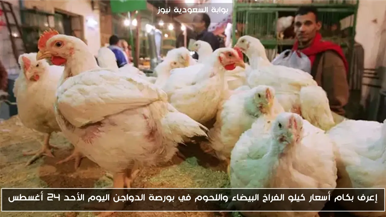 إعرف بكام أسعار كيلو الفراخ البيضاء واللحوم في بورصة الدواجن اليوم الأحد 24 أغسطس