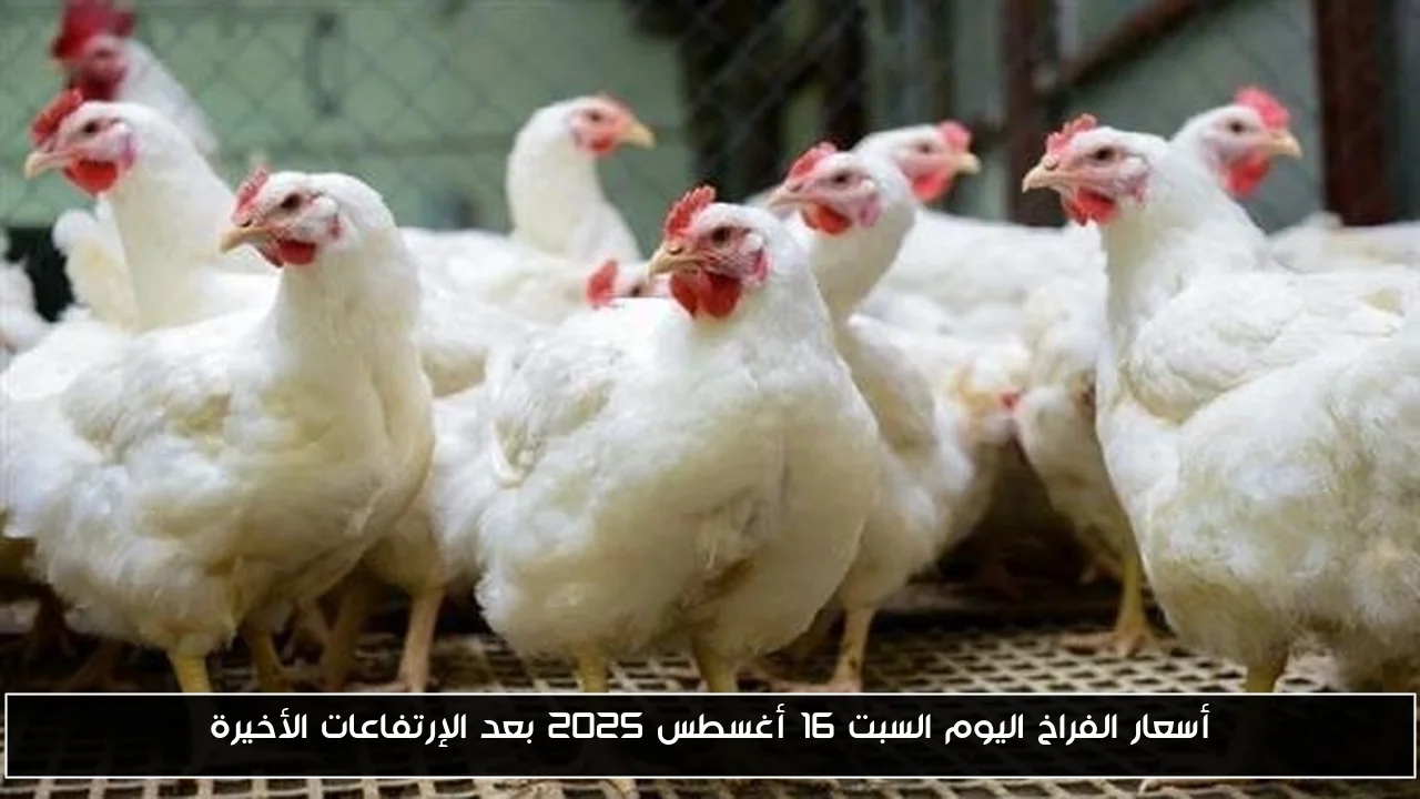أسعار الفراخ اليوم السبت 16 أغسطس 2025 بعد الإرتفاعات الأخيرة