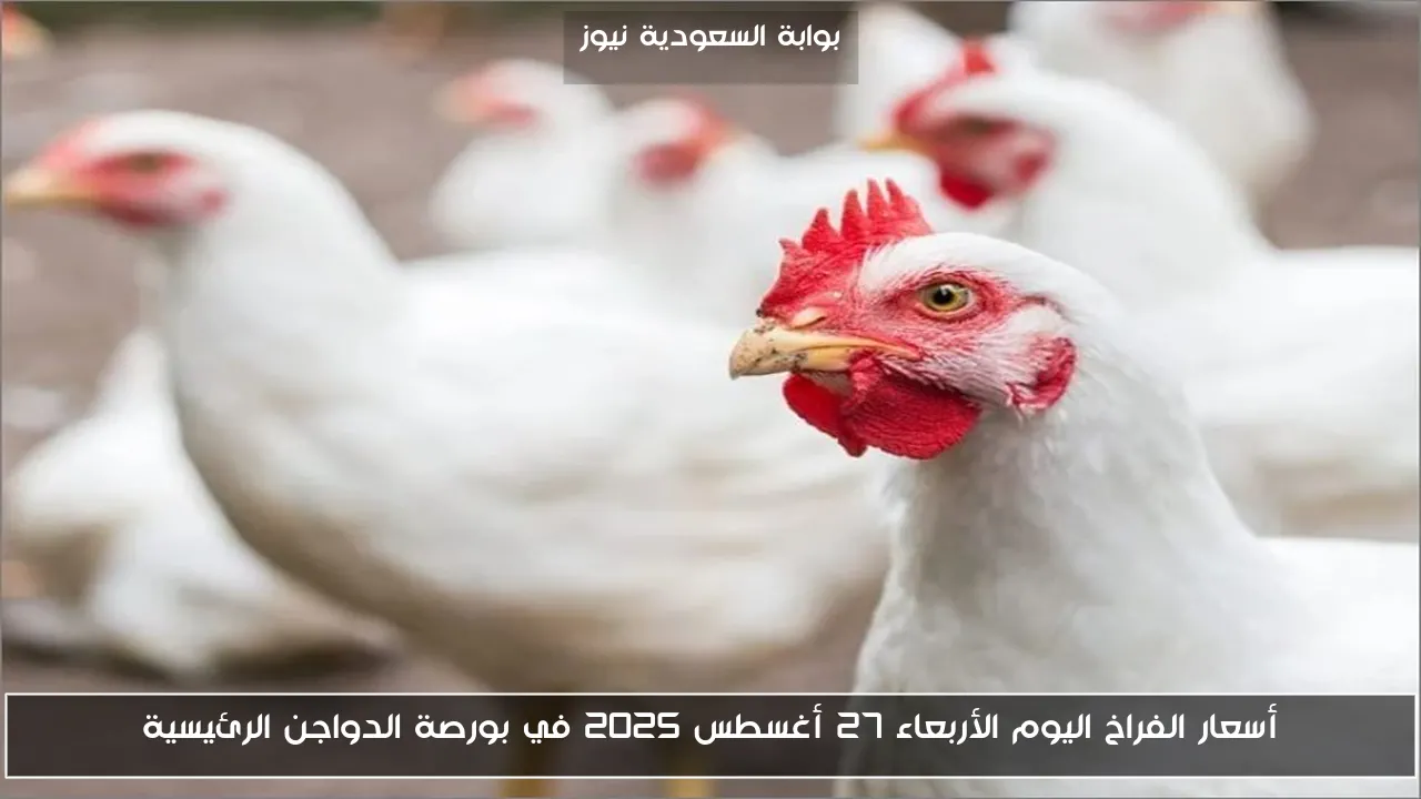 أسعار الفراخ اليوم الأربعاء 27 أغسطس 2025 في بورصة الدواجن الرئيسية