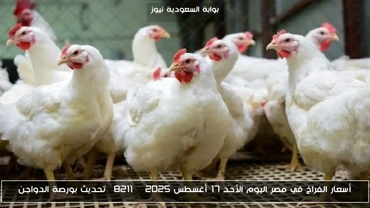 أسعار الفراخ في مصر اليوم الأحد 17 أغسطس 2025 – تحديث بورصة الدواجن