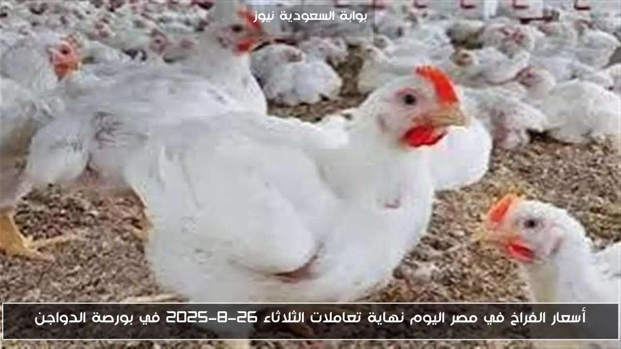 أسعار الفراخ في مصر اليوم نهاية تعاملات الثلاثاء 26-8-2025 في بورصة الدواجن
