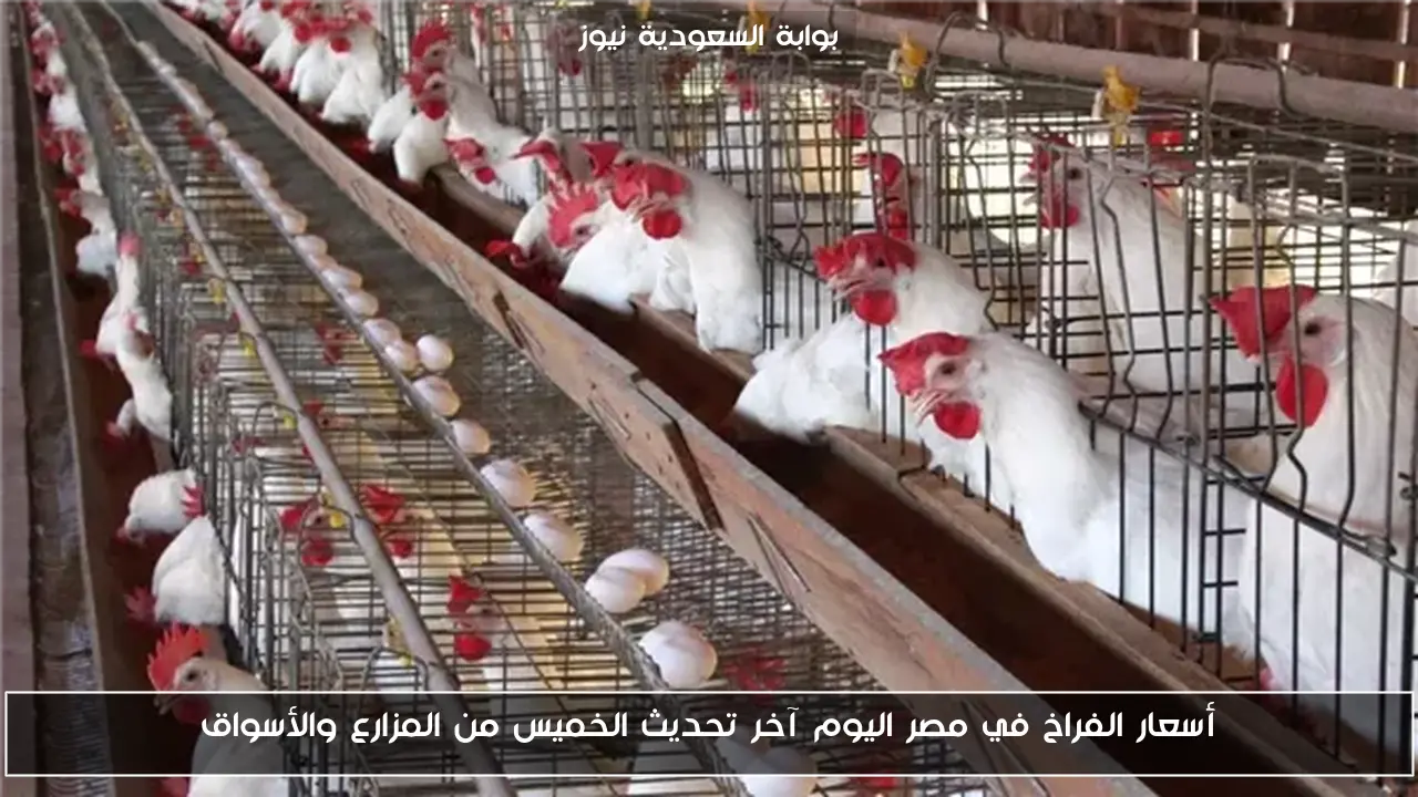 أسعار الفراخ في مصر اليوم آخر تحديث الخميس من المزارع والأسواق