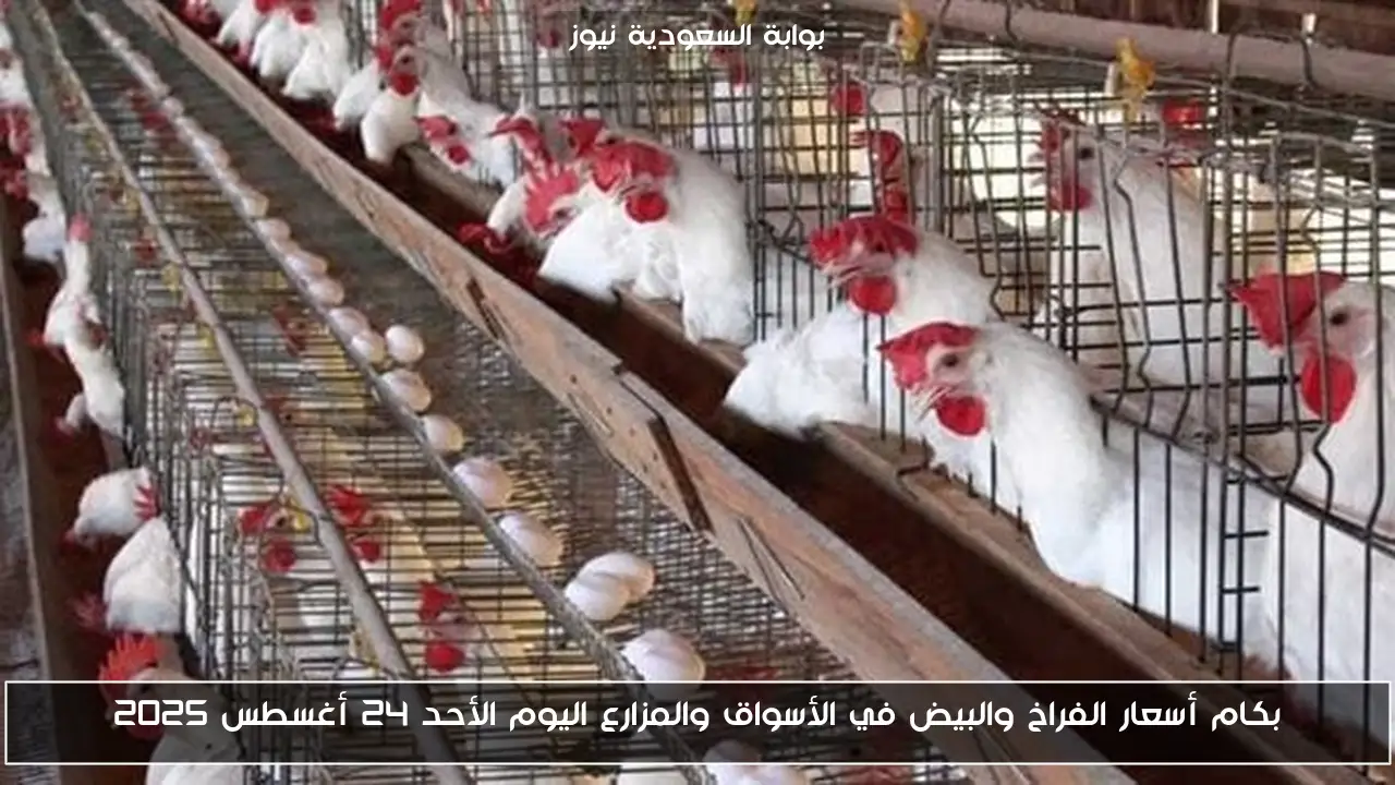 بكام أسعار الفراخ والبيض في الأسواق والمزارع اليوم الأحد 24 أغسطس 2025