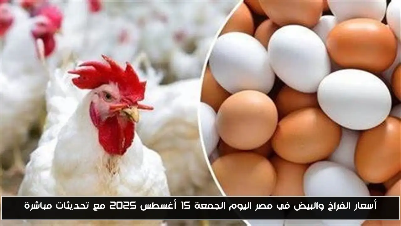 أسعار الفراخ والبيض في مصر اليوم الجمعة 15 أغسطس 2025 مع تحديثات مباشرة