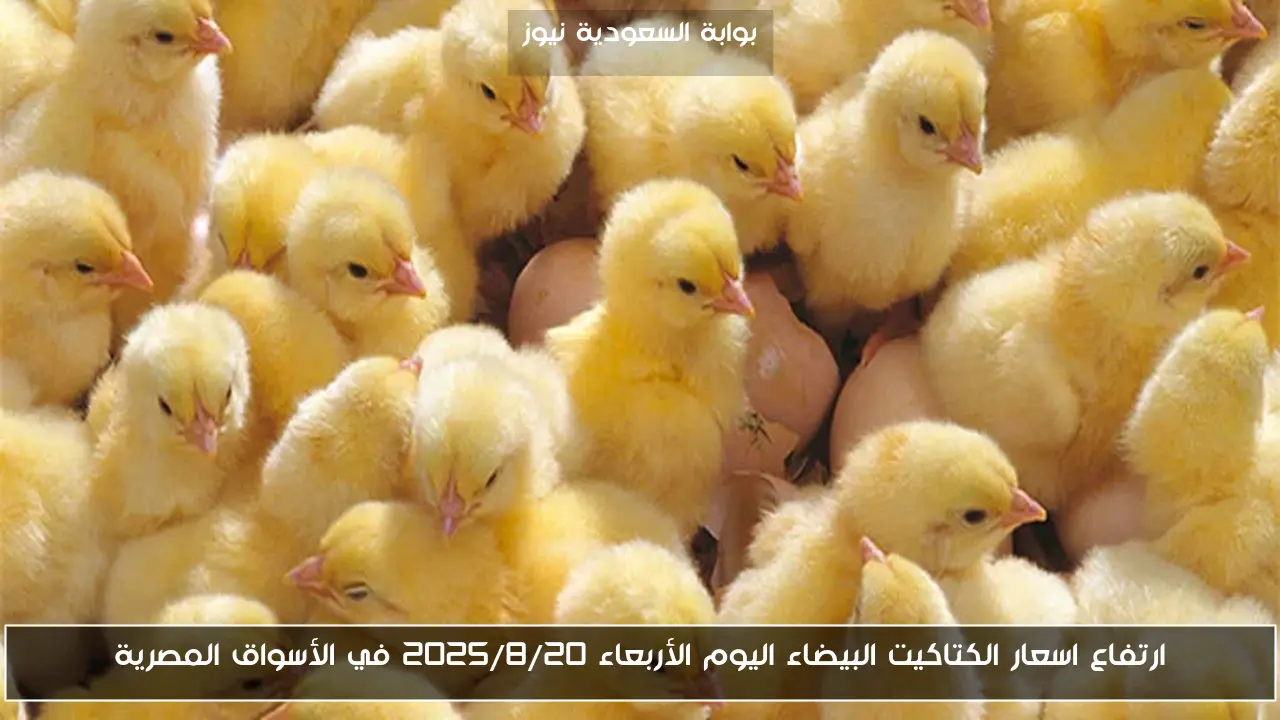 ارتفاع اسعار الكتاكيت البيضاء اليوم الأربعاء 2025/8/20 في الأسواق المصرية