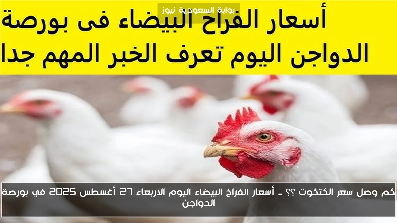 كم وصل سعر الكتكوت ؟؟ .. أسعار الفراخ البيضاء اليوم الاربعاء 27 أغسطس 2025 في بورصة الدواجن
