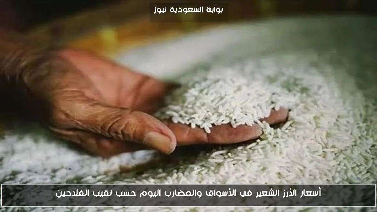 أسعار الأرز الشعير في الأسواق والمضارب اليوم حسب نقيب الفلاحين