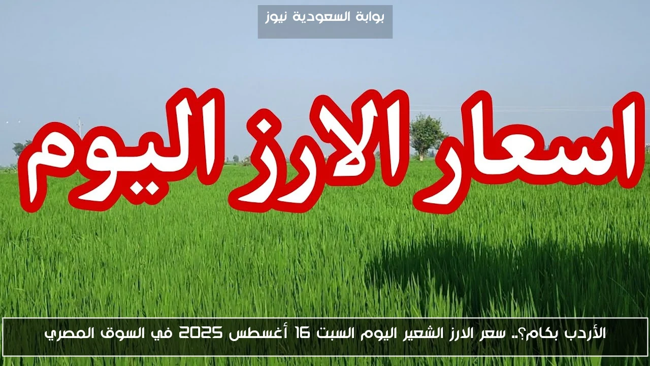 الأردب بكام؟.. سعر الارز الشعير اليوم السبت 16 أغسطس 2025 في السوق المصري
