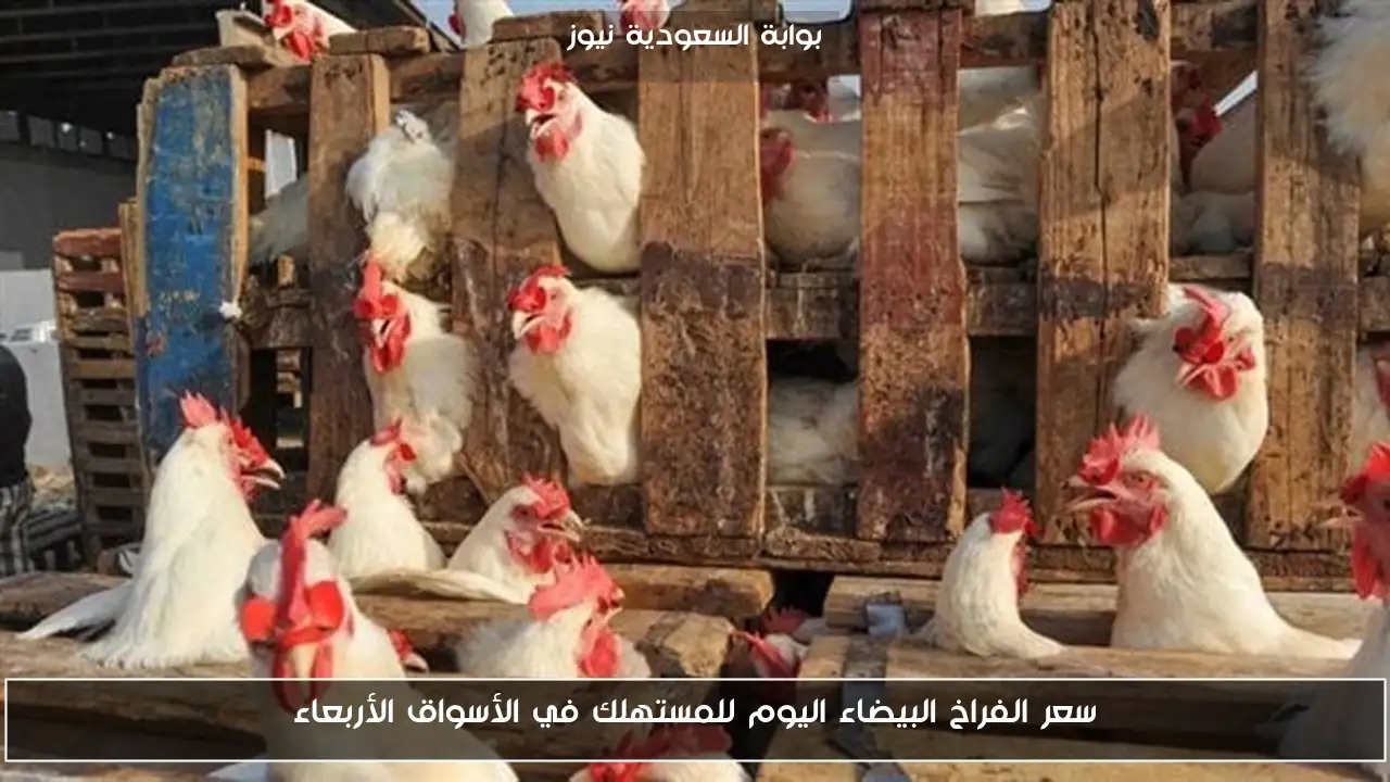 سعر الفراخ البيضاء اليوم للمستهلك في الأسواق الأربعاء