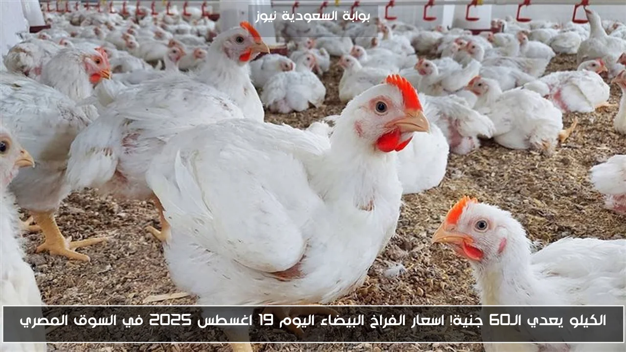 الكيلو يعدي الـ60 جنية! اسعار الفراخ البيضاء اليوم 19 اغسطس 2025 في السوق المصري