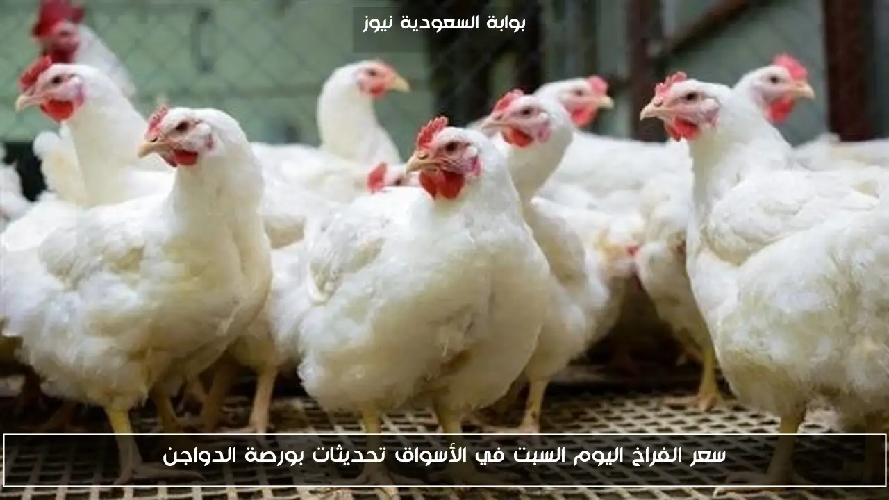 سعر الفراخ اليوم السبت في الأسواق تحديثات بورصة الدواجن