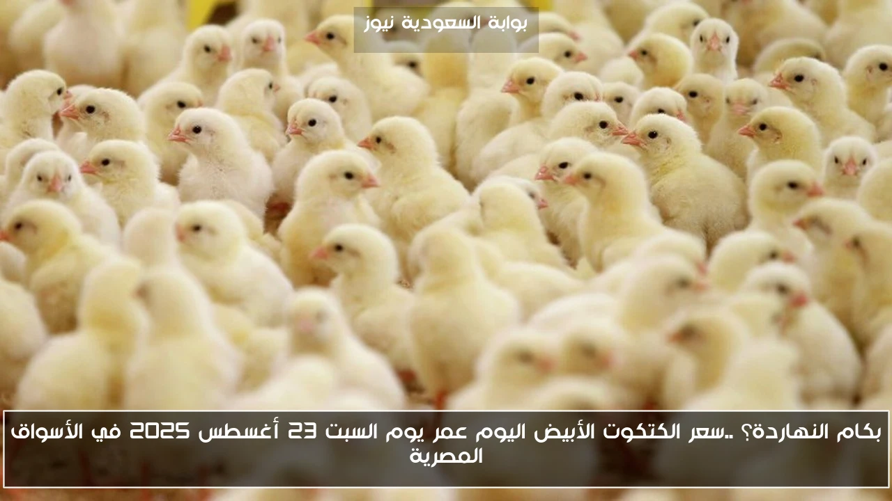 بكام النهاردة؟ ..سعر الكتكوت الأبيض اليوم عمر يوم السبت 23 أغسطس 2025 في الأسواق المصرية