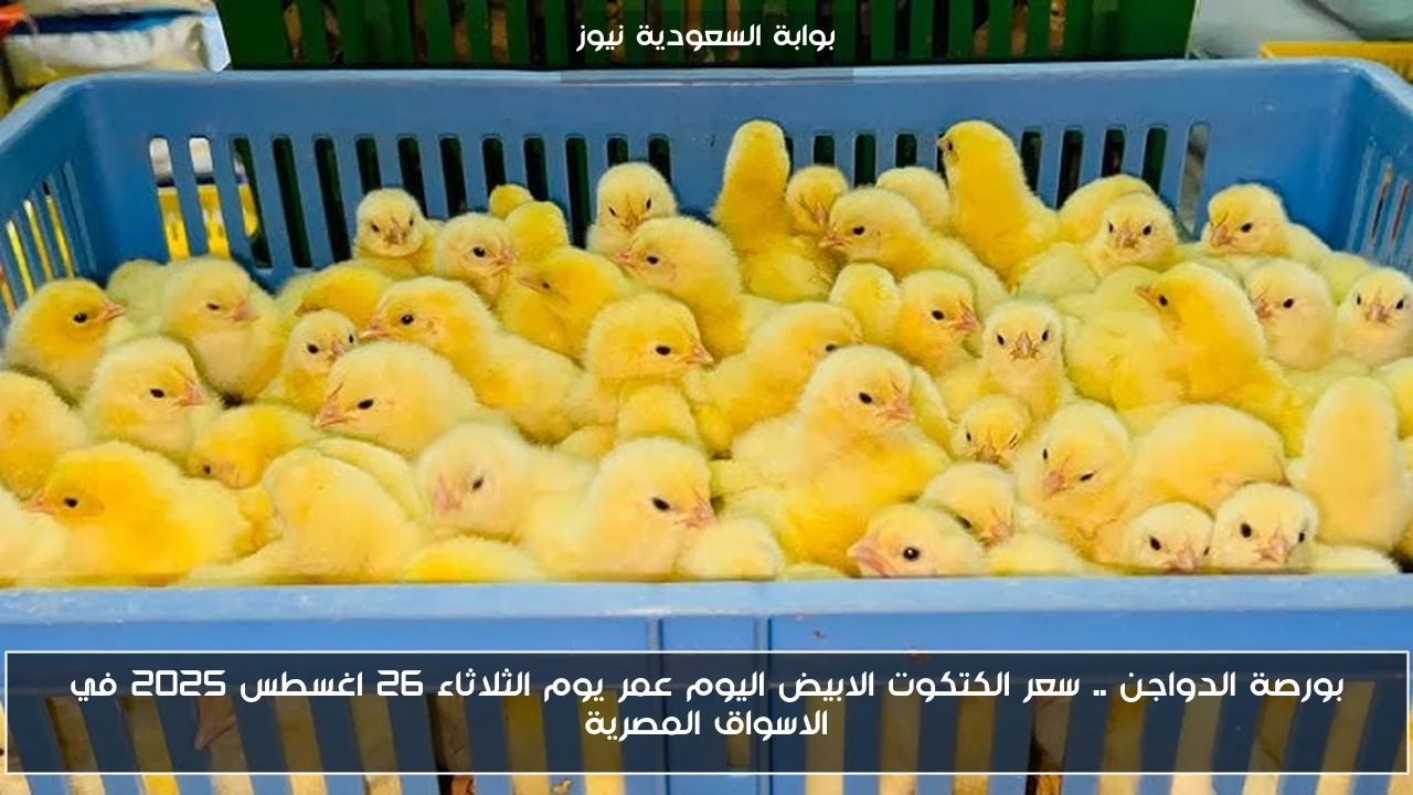 بورصة الدواجن .. سعر الكتكوت الابيض اليوم عمر يوم الثلاثاء 26 اغسطس 2025 في الاسواق المصرية