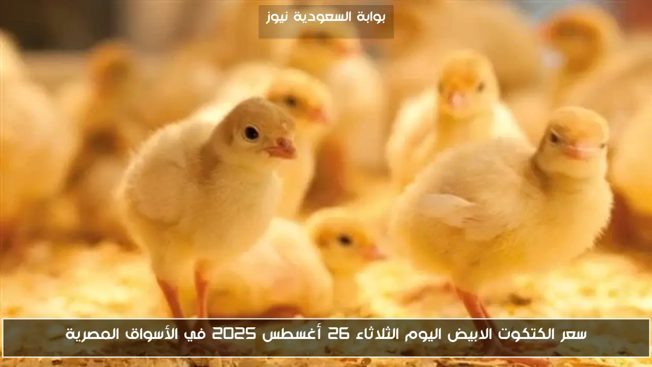 سعر الكتكوت الابيض اليوم الثلاثاء 26 أغسطس 2025 في الأسواق المصرية