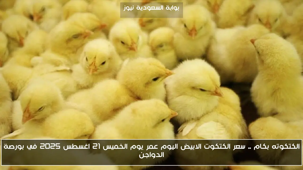 الكتكوته بكام .. سعر الكتكوت الابيض اليوم عمر يوم الخميس 21 اغسطس 2025 في بورصة الدواجن