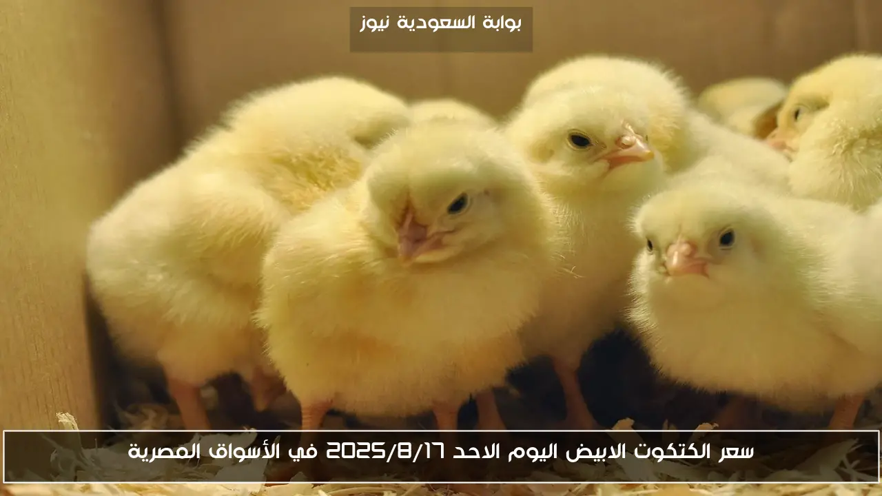 سعر الكتكوت الابيض اليوم الاحد 2025/8/17 في الأسواق المصرية