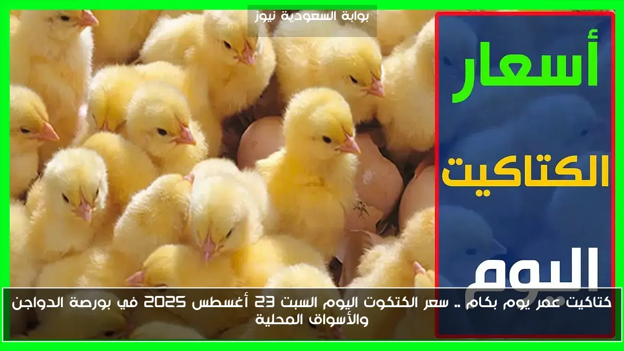 كتاكيت عمر يوم بكام .. سعر الكتكوت اليوم السبت 23 أغسطس 2025 في بورصة الدواجن والأسواق المحلية