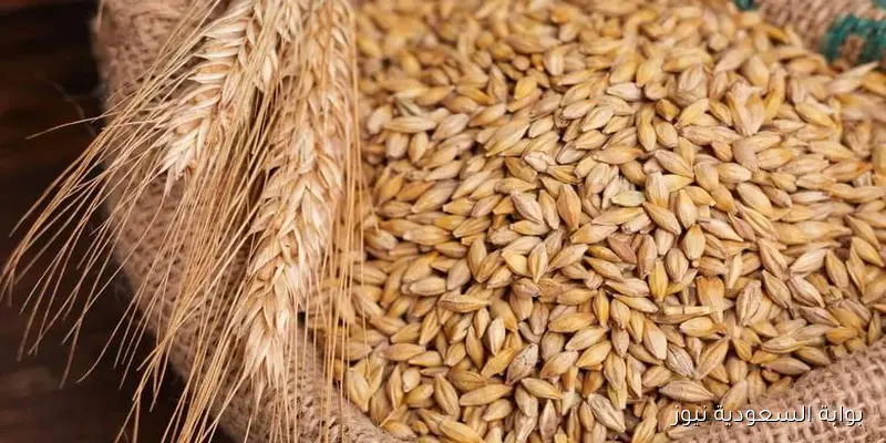 بكام النهاردة؟ سعر طن الأرز الشعير اليوم الأحد 31 أغسطس 20255 في الأسواق