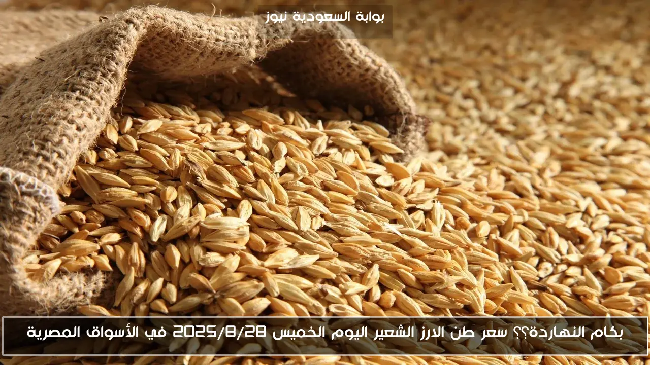 بكام النهاردة؟؟ سعر طن الارز الشعير اليوم الخميس 2025/8/28 في الأسواق المصرية