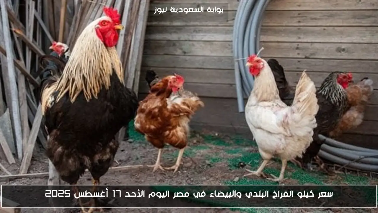 سعر كيلو الفراخ البلدي والبيضاء في مصر اليوم الأحد 17 أغسطس 2025