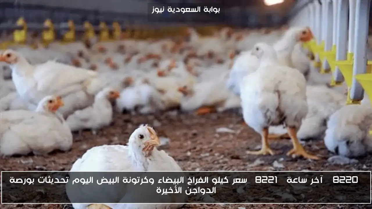 “آخر ساعة” سعر كيلو الفراخ البيضاء وكرتونة البيض اليوم تحديثات بورصة الدواجن الأخيرة