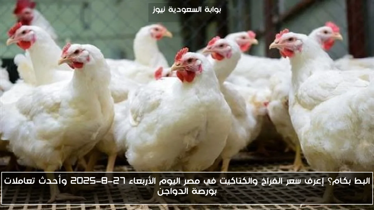 البط بكام؟ إعرف سعر الفراخ والكتاكيت في مصر اليوم الأربعاء 27-8-2025 وأحدث تعاملات بورصة الدواجن