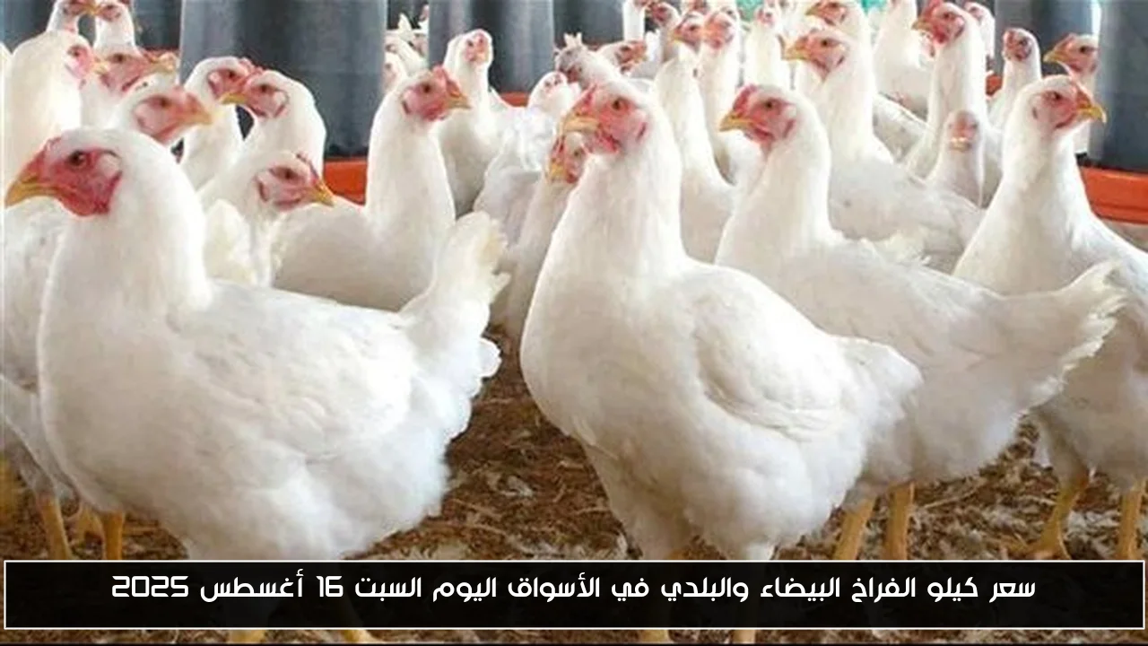 سعر كيلو الفراخ البيضاء والبلدي في الأسواق اليوم السبت 16 أغسطس 2025