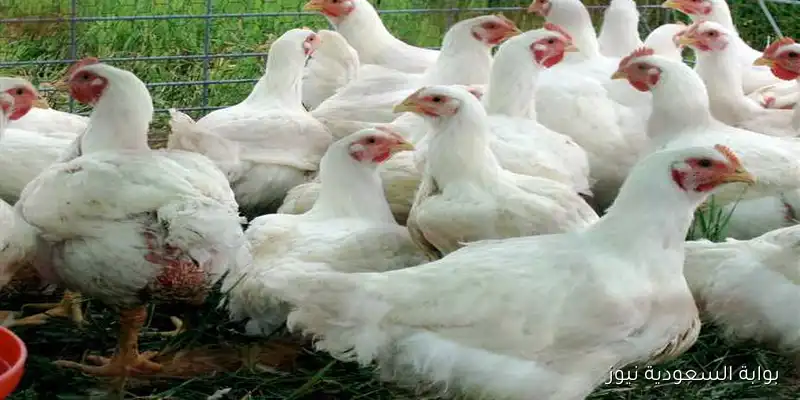 سعر الفراخ اليوم الخميس 11 سبتمبر 2025 وفقا لأخر تحديثات بورصة الدواجن