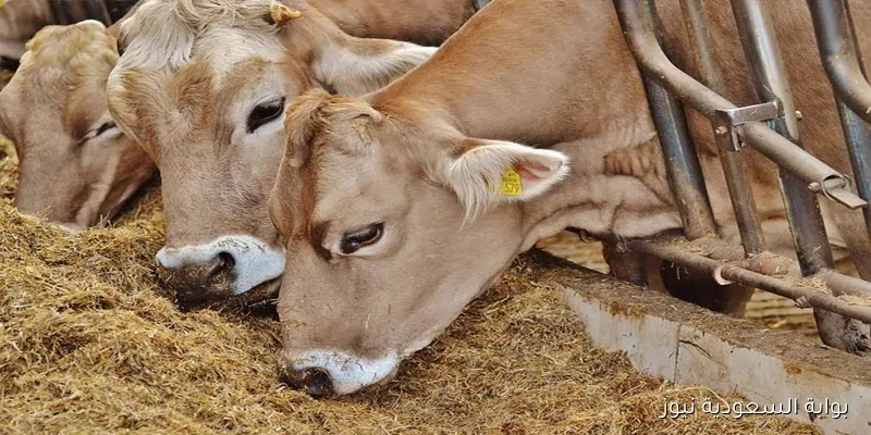 أكبر عملية هذا العام: الزراعة تلاحق مافيا الأعلاف غير المرخصة