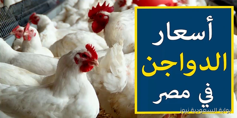 بورصة الدواجن اليوم أسعار الفراخ البيضاء الأثنين 8 سبتمبر 2025 في السوق المصري