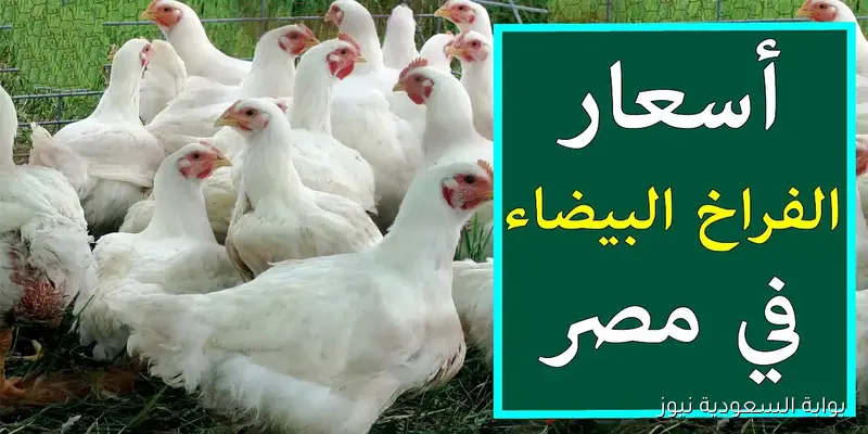 بورصة الدواجن اليوم أسعار الفراخ البيضاء اليوم الأربعاء 2025/9/3 في الأسواق المصرية