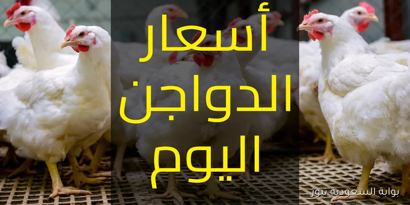 كيلو الفراخ بكام؟ .. بورصة الدواجن اليوم أسعار الفراخ البيضاء الأربعاء 10 سبتمبر 2025