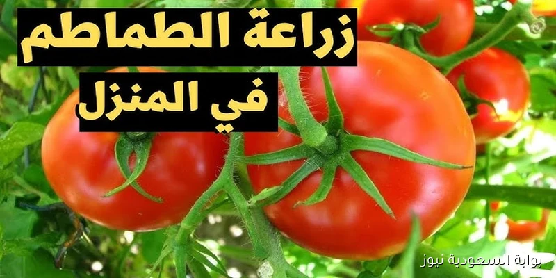 هتندهش.. أسهل وأسرع طريقة لزراعة الطماطم في المنزل بطريقة لا يعرفها معظم الناس!