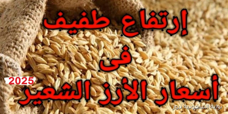 “الأردب بكام” سعر الأرز الشعير اليوم الأربعاء 10-9-2025 في الاسواق المحلية