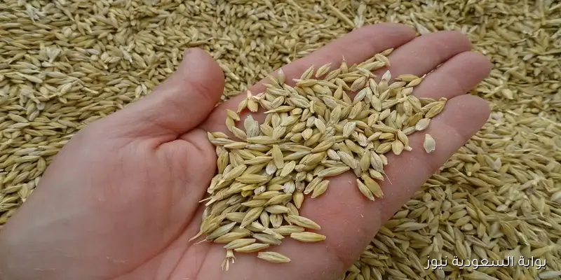 الطن وصل لـ 16 الف .. سعر الارز الشعير اليوم الثلاثاء 2025/9/2 في الأسواق المحلية