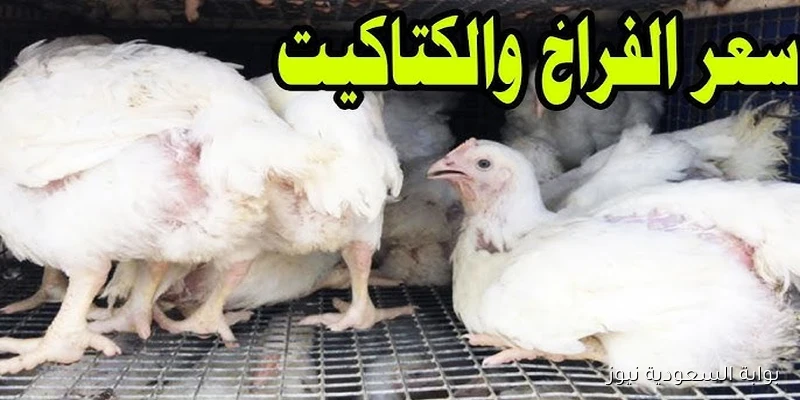 سعر الفراخ البيضاء اليوم السبت 13-9-2025 في بورصة الدواجن والأسواق المحلية