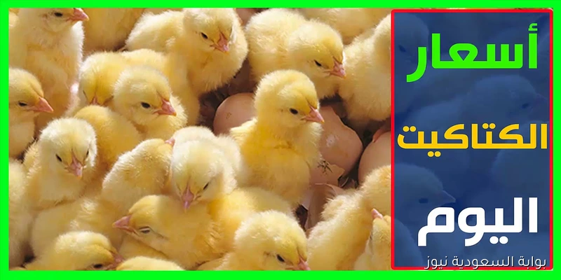 الكوكو حالاً.. سعر الكتكوت الأبيض اليوم عمر يوم السبت 13 سبتمبر 2025 في بورصة الدواجن