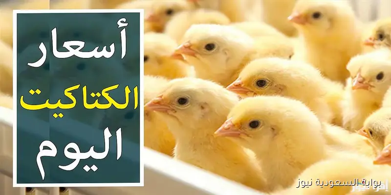 الكوكو الآن.. سعر الكتكوت الابيض اليوم عمر يوم الاثنين 1 سبتمبر 2025 في السوق المصري