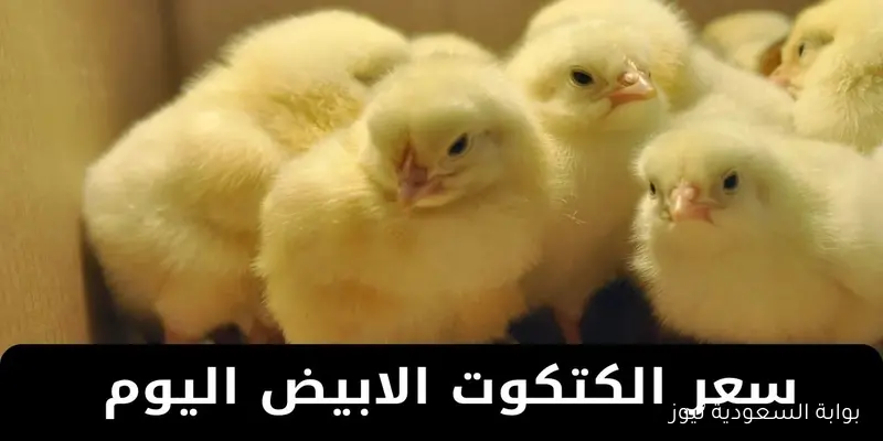سعر الكتكوت الابيض اليوم عمر يوم الخميس 4 سبتمبر 2025 في الأسواق المحلية