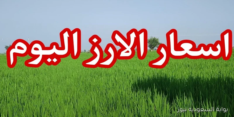 الأردب بكام؟.. سعر طن الأرز الشعير اليوم الخميس 11 سبتمبر 2025 في السوق المصري